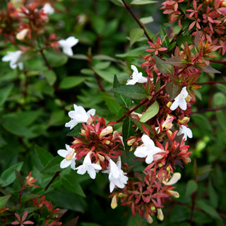 Großblütige Abelie (Abelia x grandiflora)
