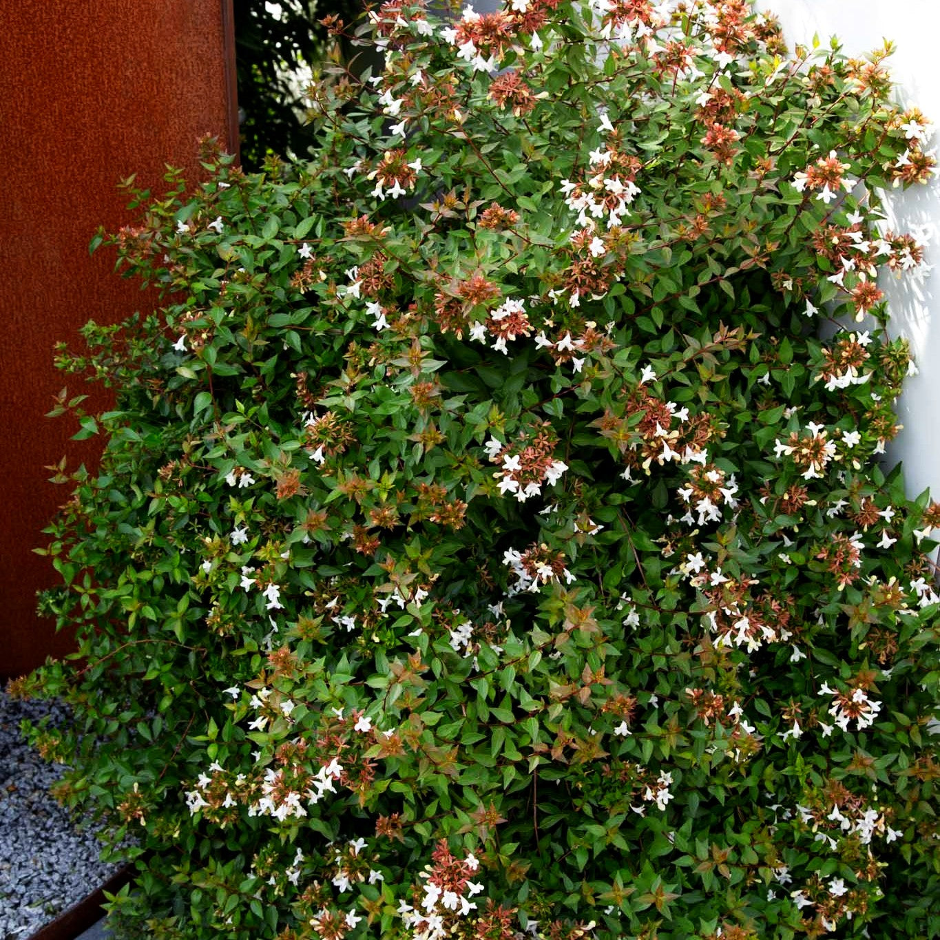 Großblütige Abelie (Abelia x grandiflora)