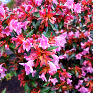 Großblütige Abelie 'Edward Goucher' (Abelia x cult.)