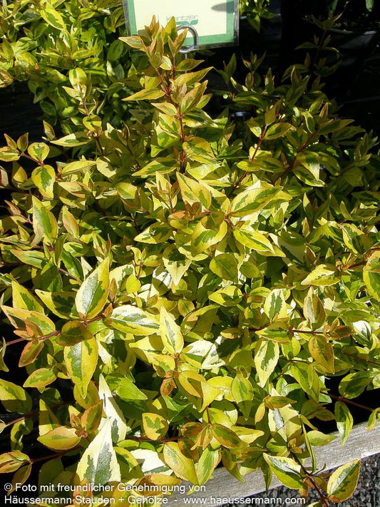Großblütige Abelie 'Kaleidoscope' (Abelia x grandiflora)
