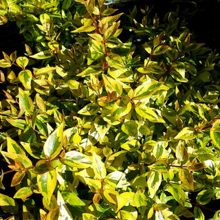 Großblütige Abelie 'Kaleidoscope' (Abelia x grandiflora)