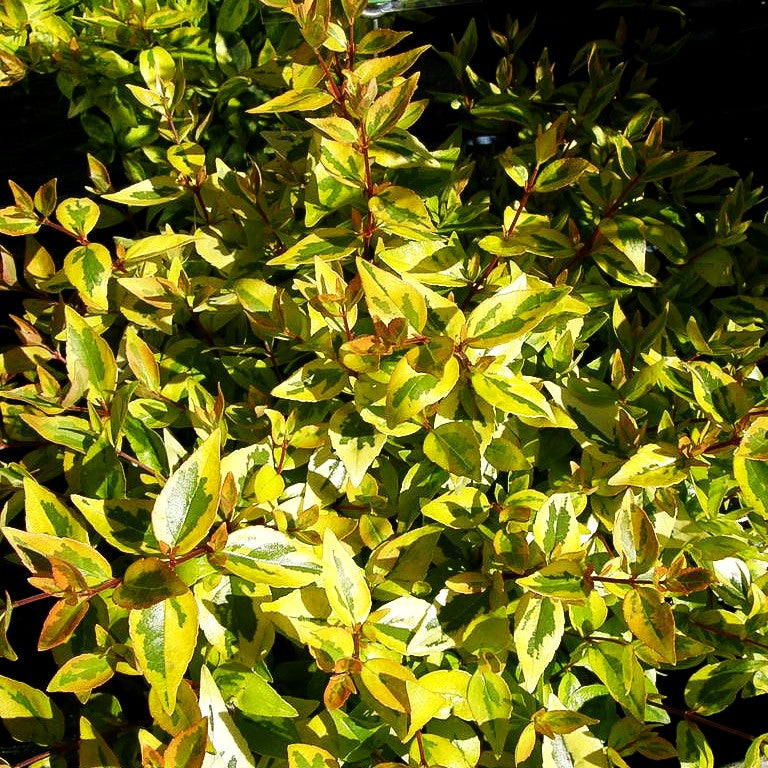 Großblütige Abelie 'Kaleidoscope' (Abelia x grandiflora)