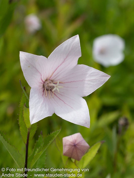 Großblütige Ballonblume 'Fuji Pink' (Platycodon grandiflorus)