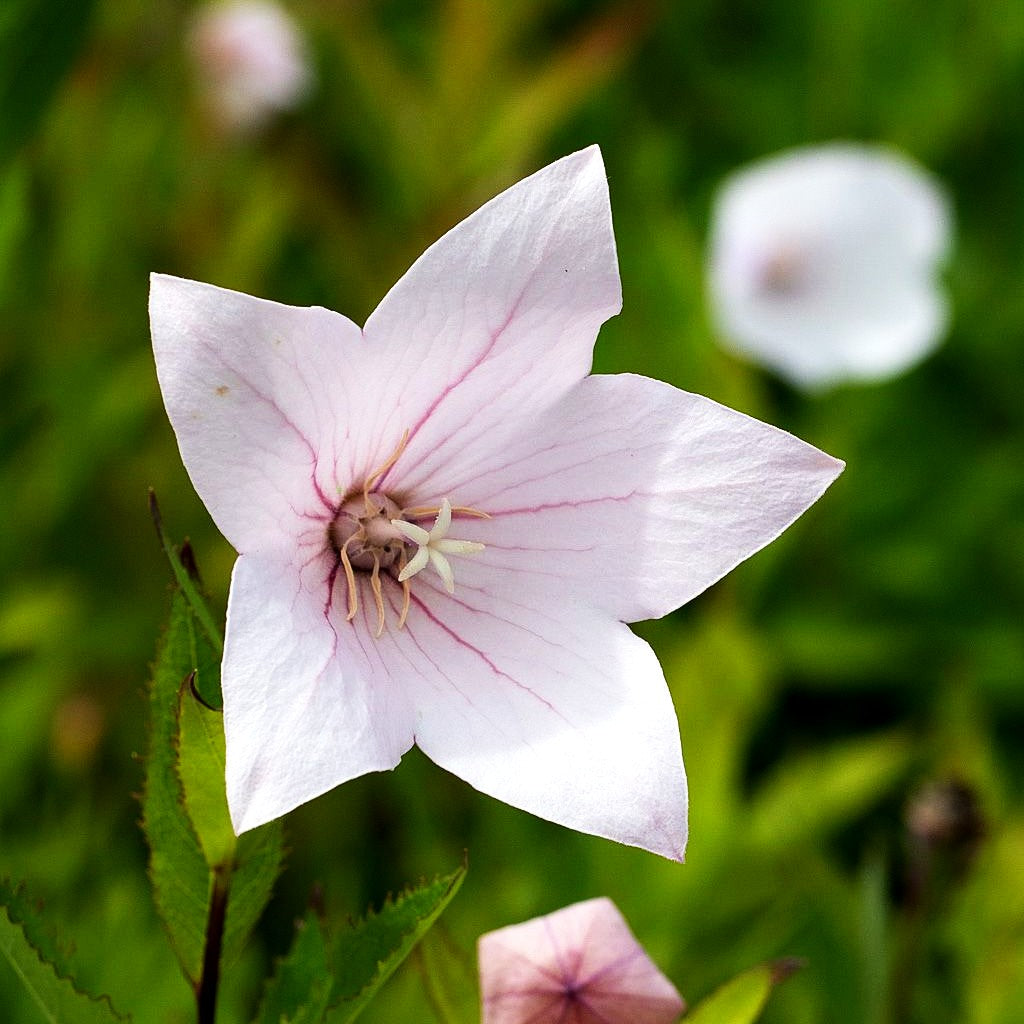Großblütige Ballonblume 'Fuji Pink' (Platycodon grandiflorus)