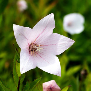 Großblütige Ballonblume 'Fuji Pink' (Platycodon grandiflorus)