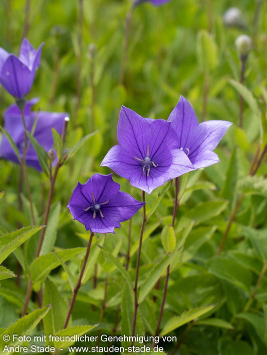 Großblütige Ballonblume 'Mariesii' (Platycodon grandiflorus)