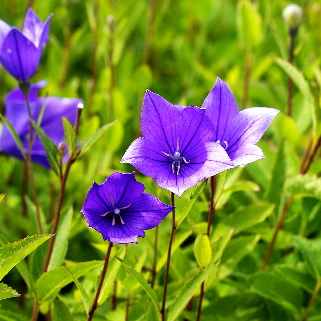 Großblütige Ballonblume 'Mariesii' (Platycodon grandiflorus)