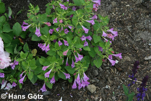 Großblütige Bergminze (Calamintha grandiflora)