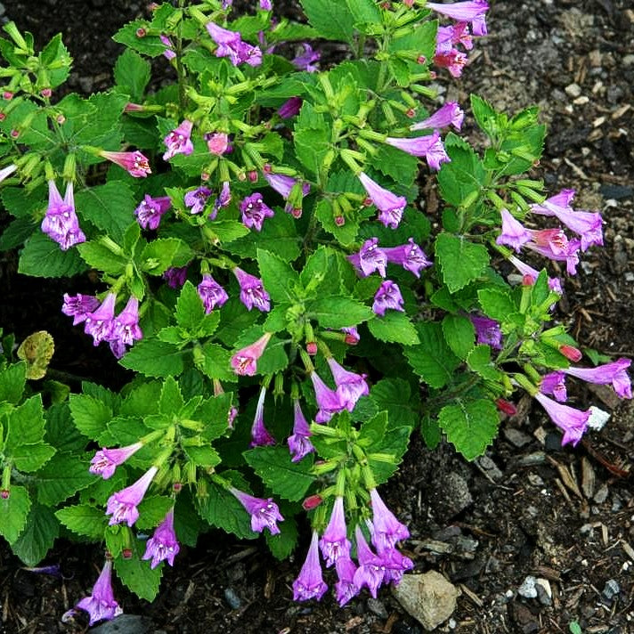 Großblütige Bergminze (Calamintha grandiflora)