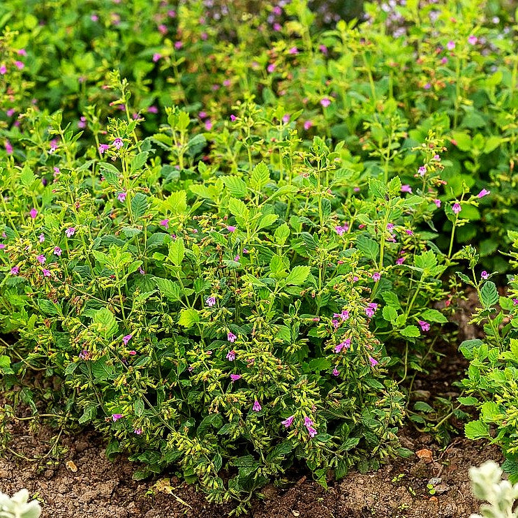 Großblütige Bergminze (Calamintha grandiflora)