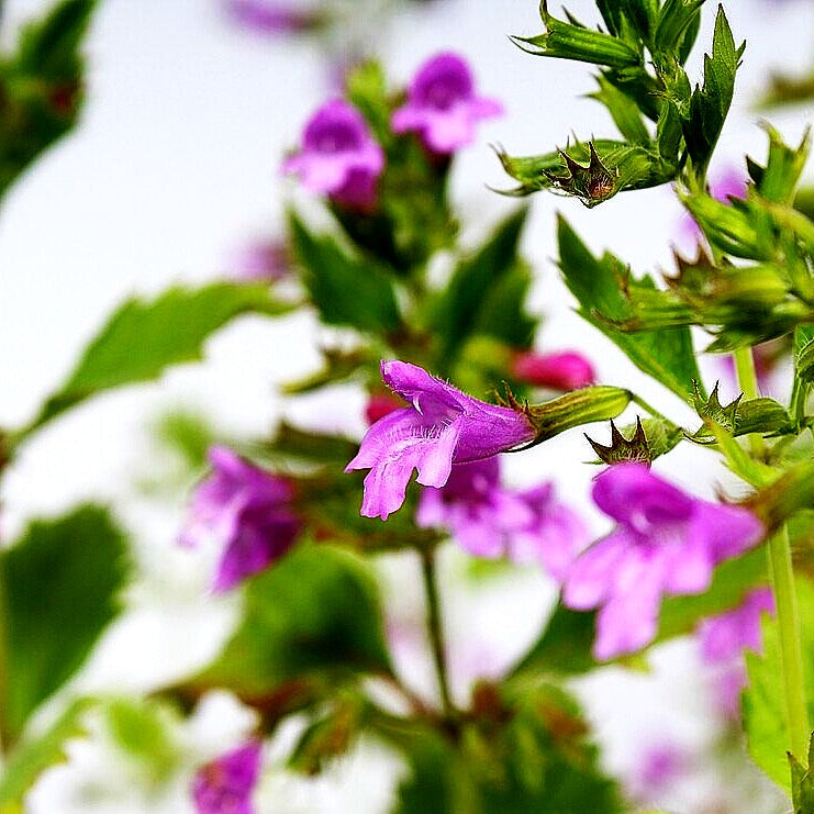 Großblütige Bergminze (Calamintha grandiflora)