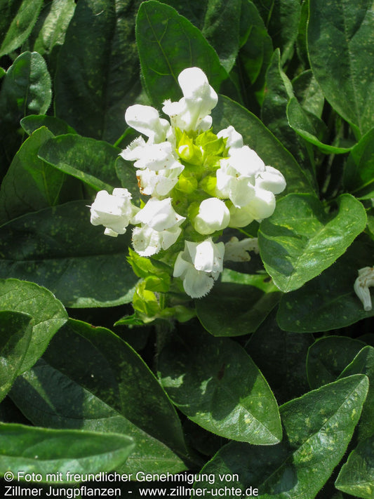Großblütige Braunelle 'Alba' (Prunella grandiflora)