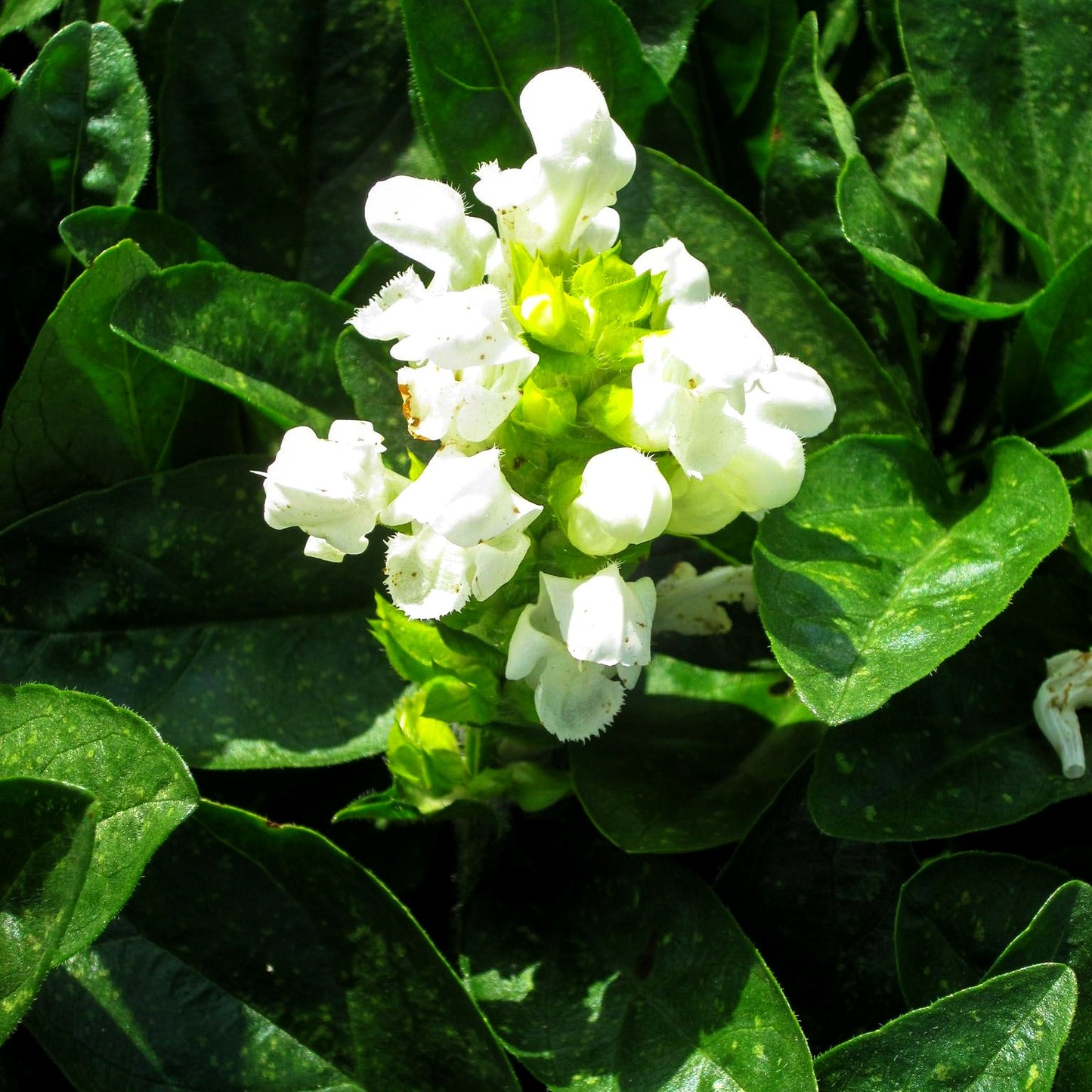 Großblütige Braunelle 'Alba' (Prunella grandiflora)