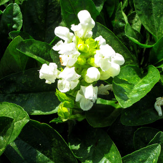 Großblütige Braunelle 'Alba' (Prunella grandiflora)