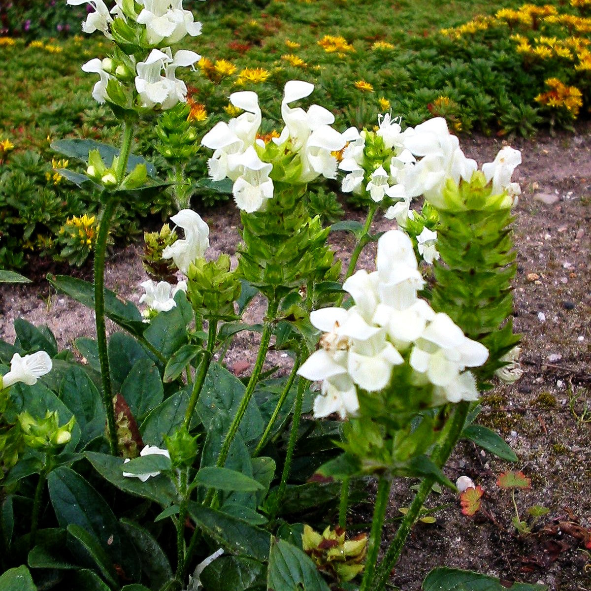 Großblütige Braunelle 'Alba' (Prunella grandiflora)