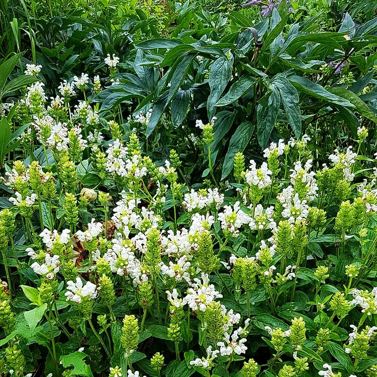 Großblütige Braunelle 'Alba' (Prunella grandiflora)