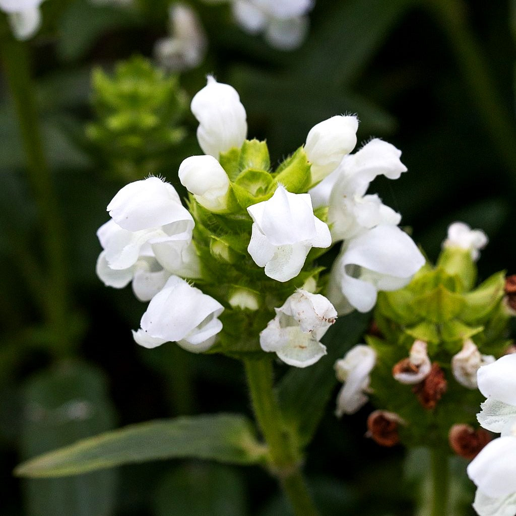 Großblütige Braunelle 'Alba' (Prunella grandiflora)