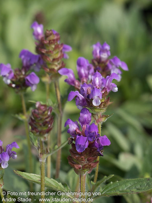 Großblütige Braunelle (Prunella grandiflora)