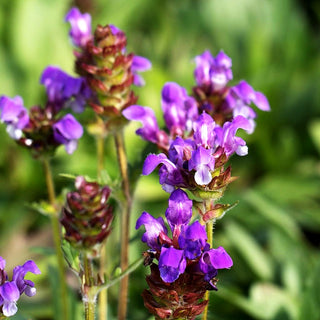 Großblütige Braunelle (Prunella grandiflora)