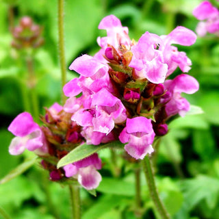 Großblütige Braunelle 'Rubra' (Prunella grandiflora)