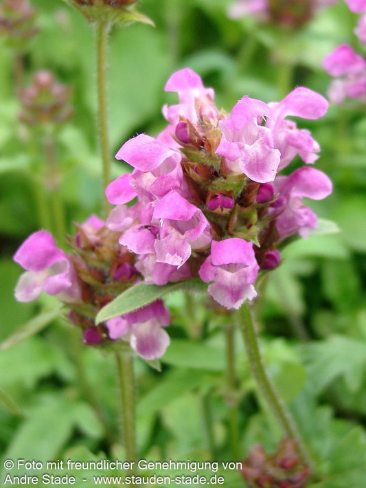 Großblütige Braunelle 'Rubra' (Prunella grandiflora)
