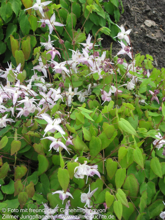 Großblütige Elfenblume 'Akebono' (Epimedium grandiflorum)