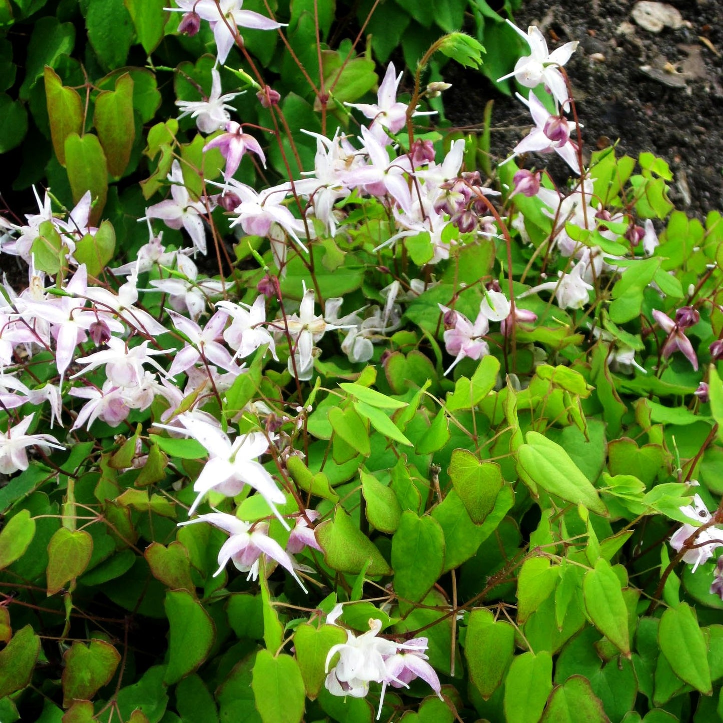 Großblütige Elfenblume 'Akebono' (Epimedium grandiflorum)