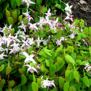 Großblütige Elfenblume 'Akebono' (Epimedium grandiflorum)