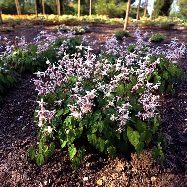 Großblütige Elfenblume 'Akebono' (Epimedium grandiflorum)