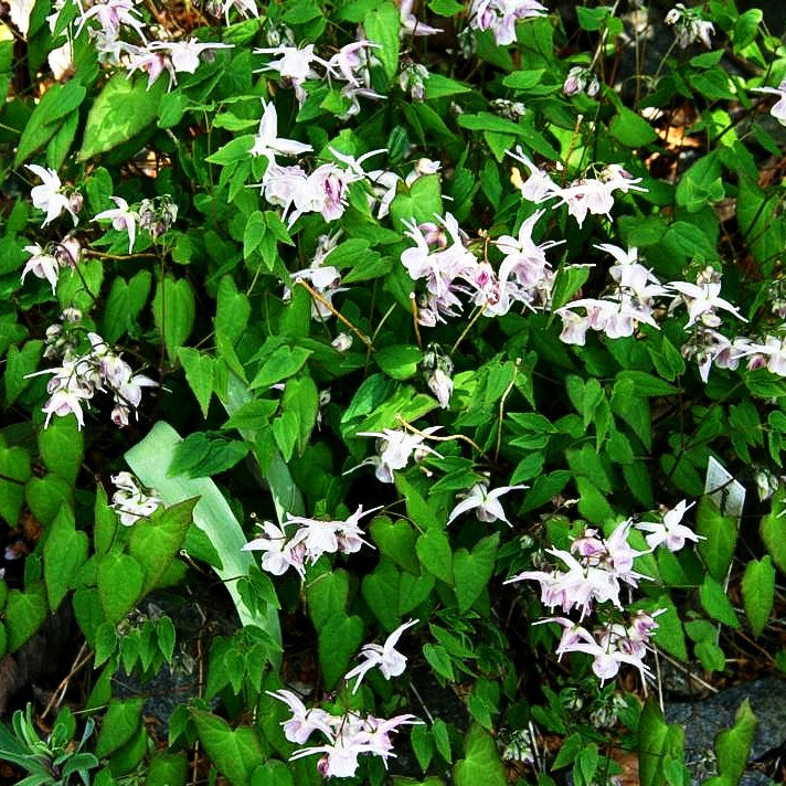 Großblütige Elfenblume 'Akebono' (Epimedium grandiflorum)