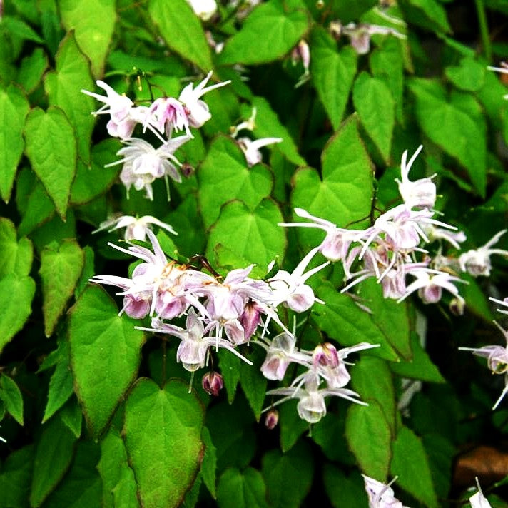 Großblütige Elfenblume 'Akebono' (Epimedium grandiflorum)