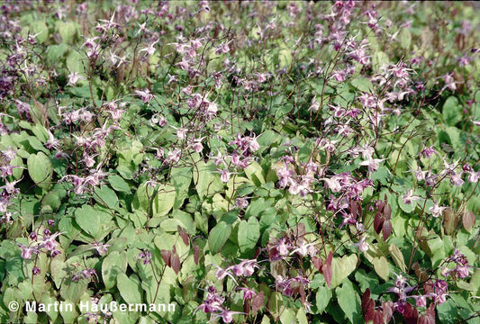 Großblütige Elfenblume 'Lilafee' (Epimedium grandiflorum)