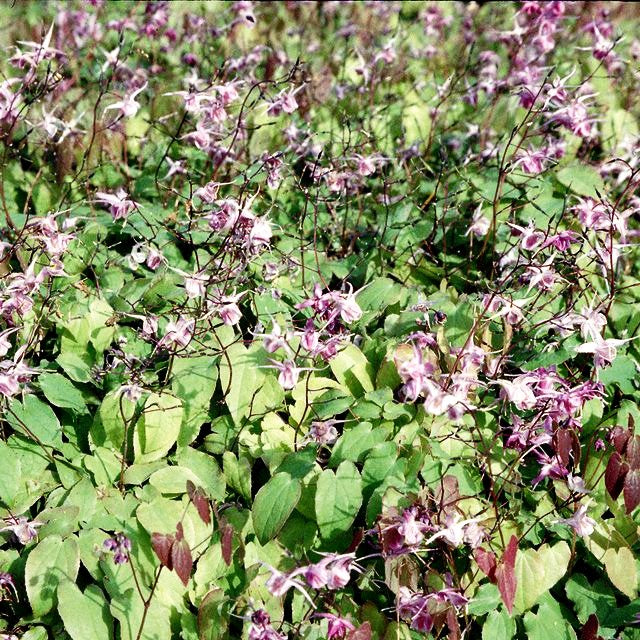 Großblütige Elfenblume 'Lilafee' (Epimedium grandiflorum)