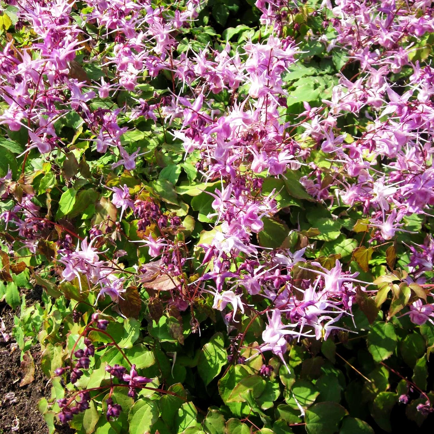 Großblütige Elfenblume 'Lilafee' (Epimedium grandiflorum)