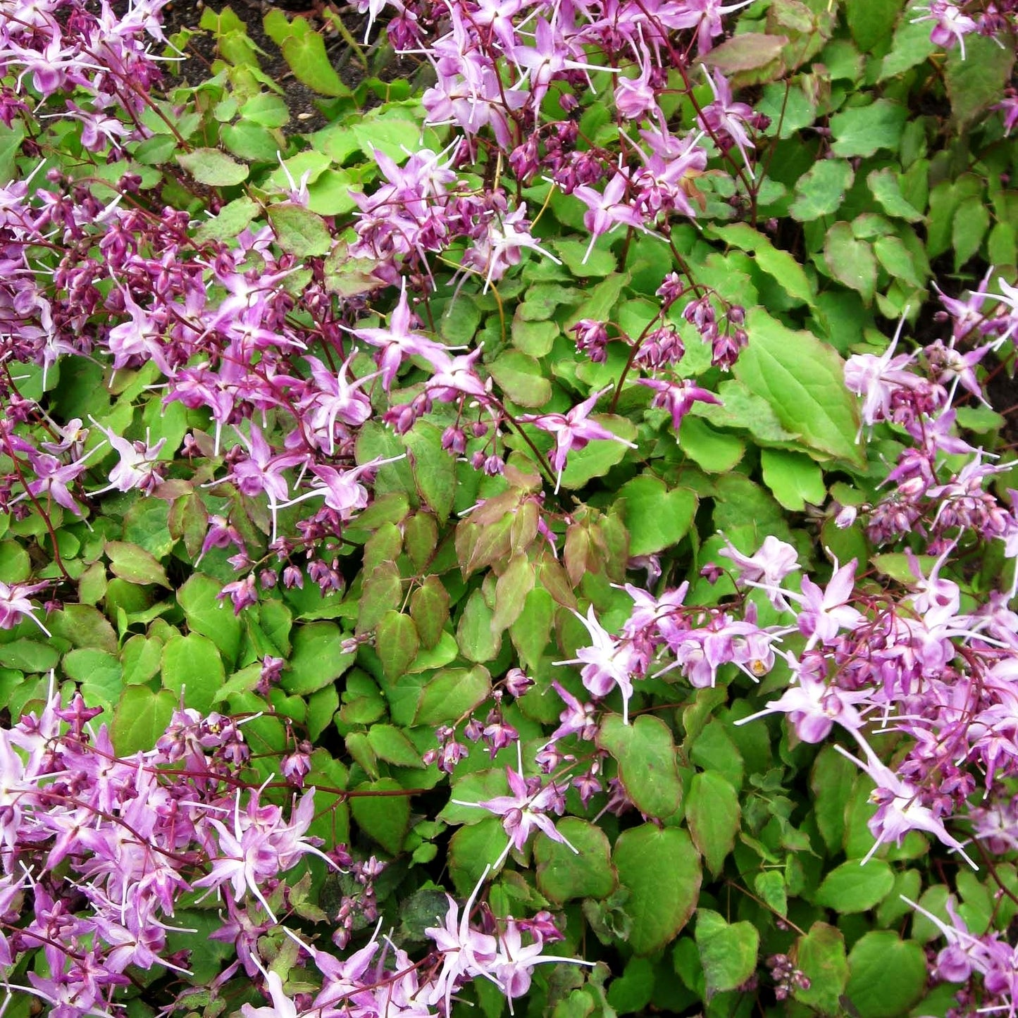 Großblütige Elfenblume 'Lilafee' (Epimedium grandiflorum)