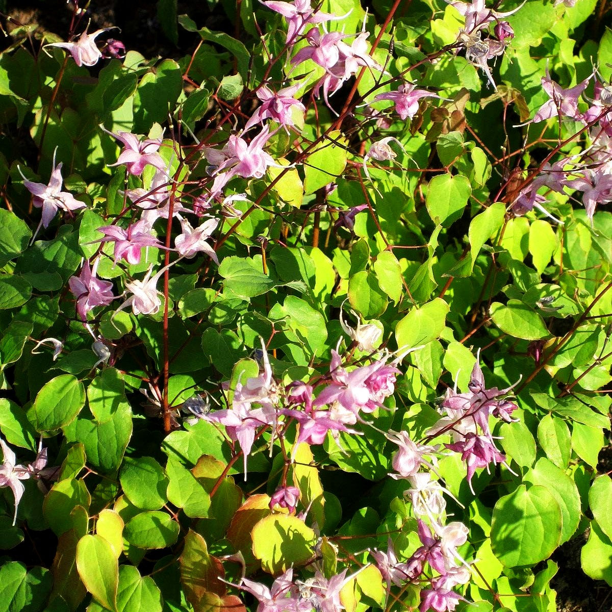 Großblütige Elfenblume 'Lilafee' (Epimedium grandiflorum)