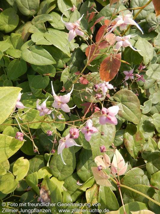Großblütige Elfenblume 'Pretty in Pink' (Epimedium grandiflorum)