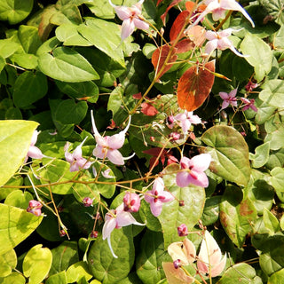 Großblütige Elfenblume 'Pretty in Pink' (Epimedium grandiflorum)