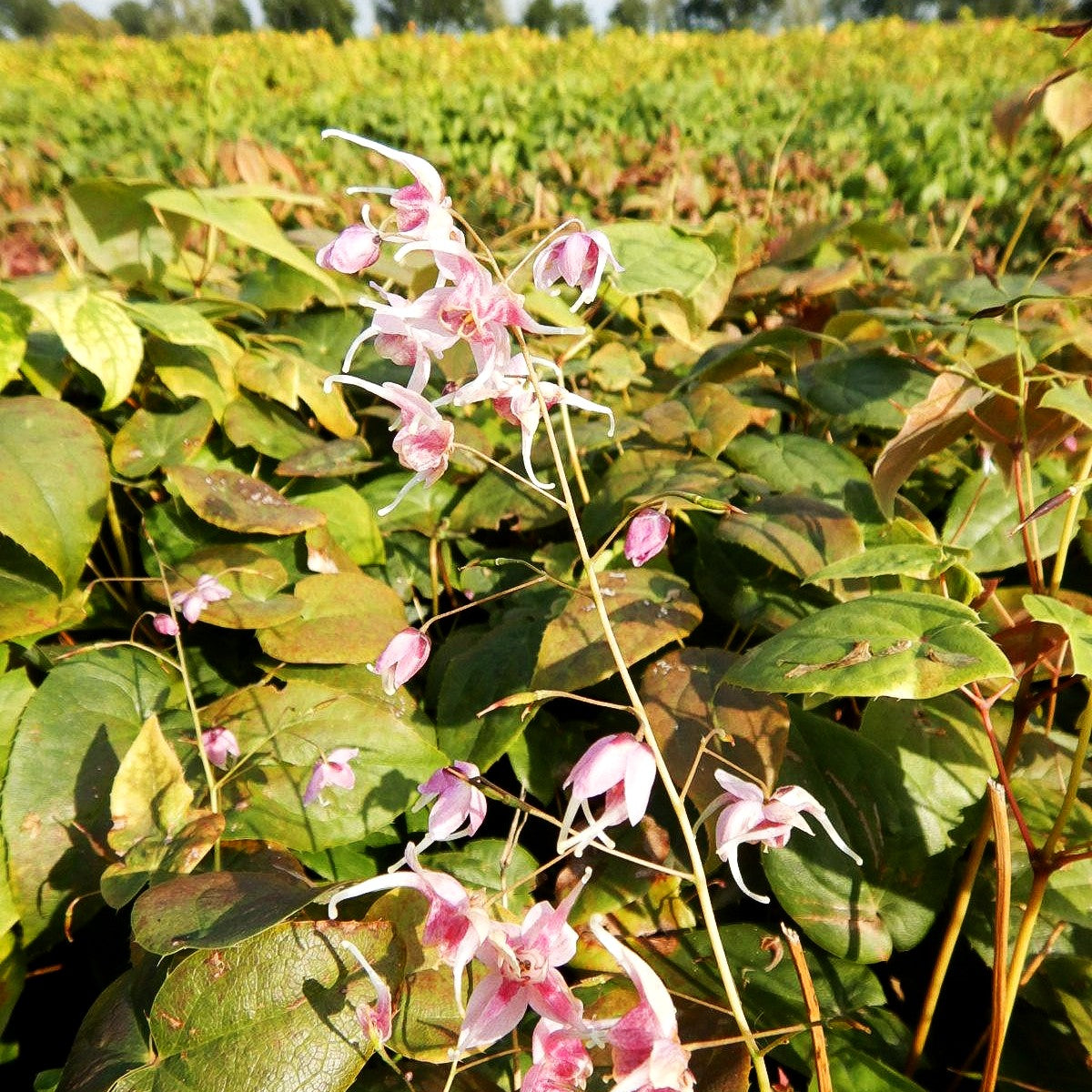 Großblütige Elfenblume 'Pretty in Pink' (Epimedium grandiflorum)