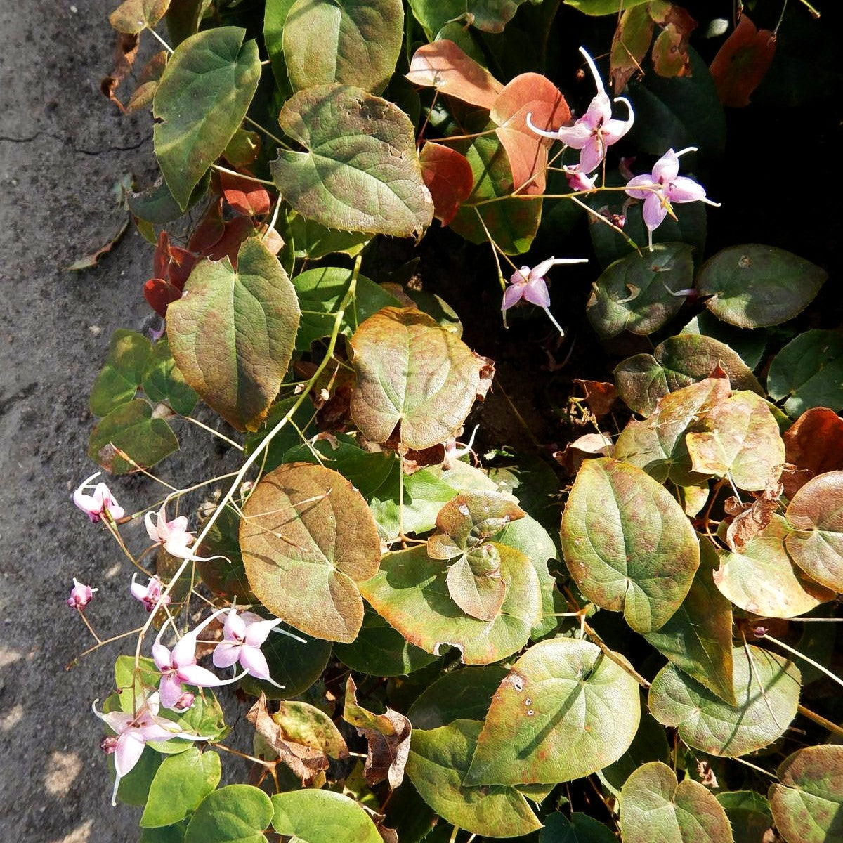 Großblütige Elfenblume 'Pretty in Pink' (Epimedium grandiflorum)