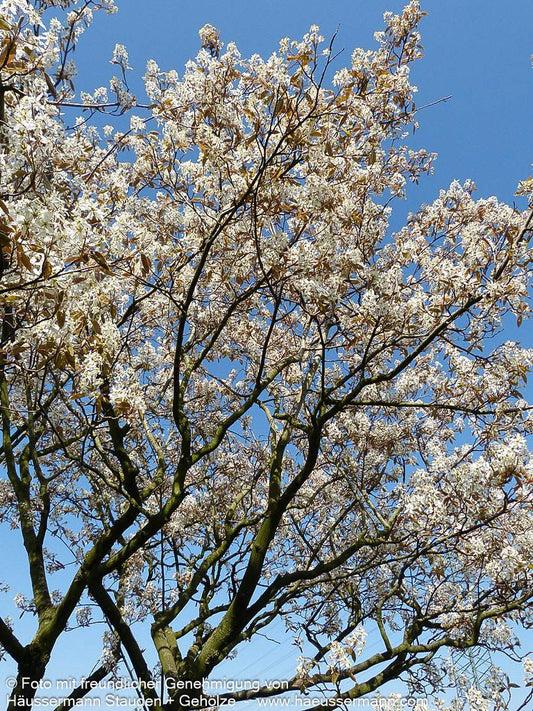 Großblütige Felsenbirne 'Ballerina' (Amelanchier x grandiflora)