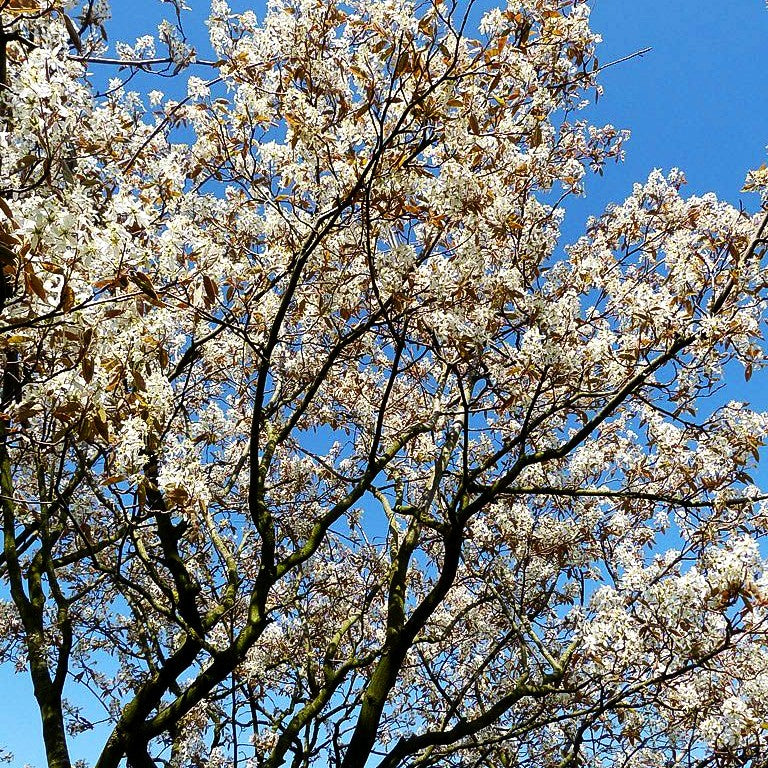 Großblütige Felsenbirne 'Ballerina' (Amelanchier x grandiflora)