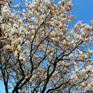 Großblütige Felsenbirne 'Ballerina' (Amelanchier x grandiflora)