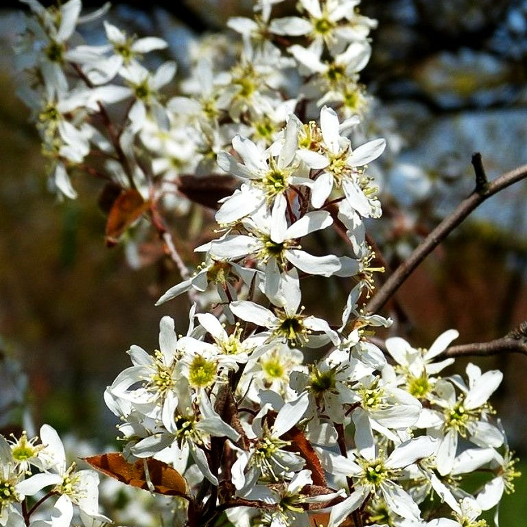 Großblütige Felsenbirne 'Ballerina' (Amelanchier x grandiflora)