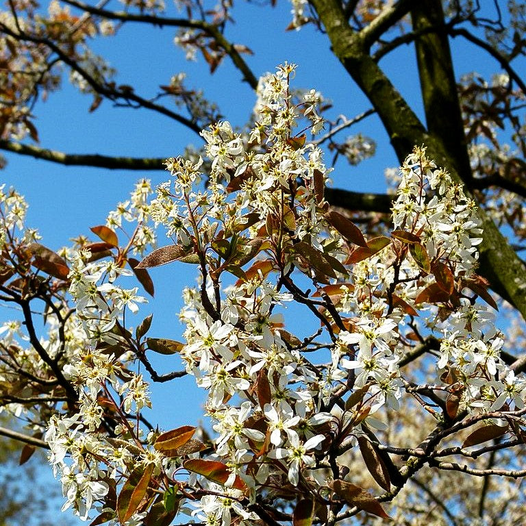 Großblütige Felsenbirne 'Ballerina' (Amelanchier x grandiflora)