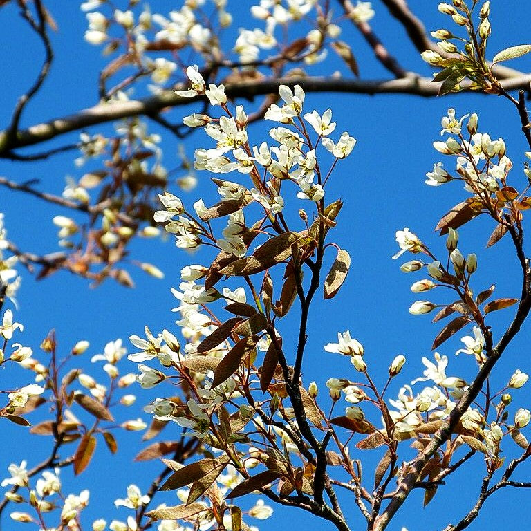 Großblütige Felsenbirne 'Ballerina' (Amelanchier x grandiflora)