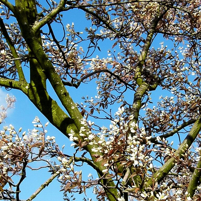 Großblütige Felsenbirne 'Ballerina' (Amelanchier x grandiflora)