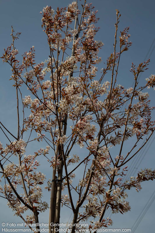 Großblütige Felsenbirne 'Robin Hill' (Amelanchier x grandiflora)