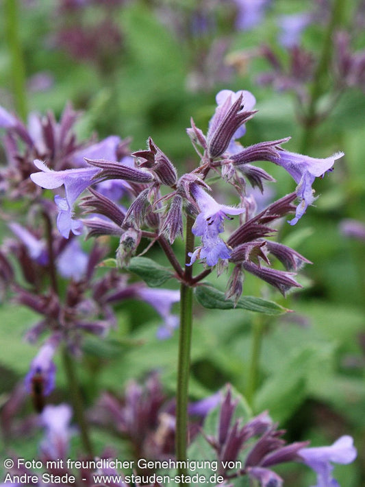 Großblütige Katzenminze 'Bramdean' (Nepeta grandiflora)