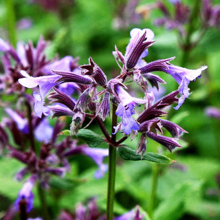 Großblütige Katzenminze 'Bramdean' (Nepeta grandiflora)